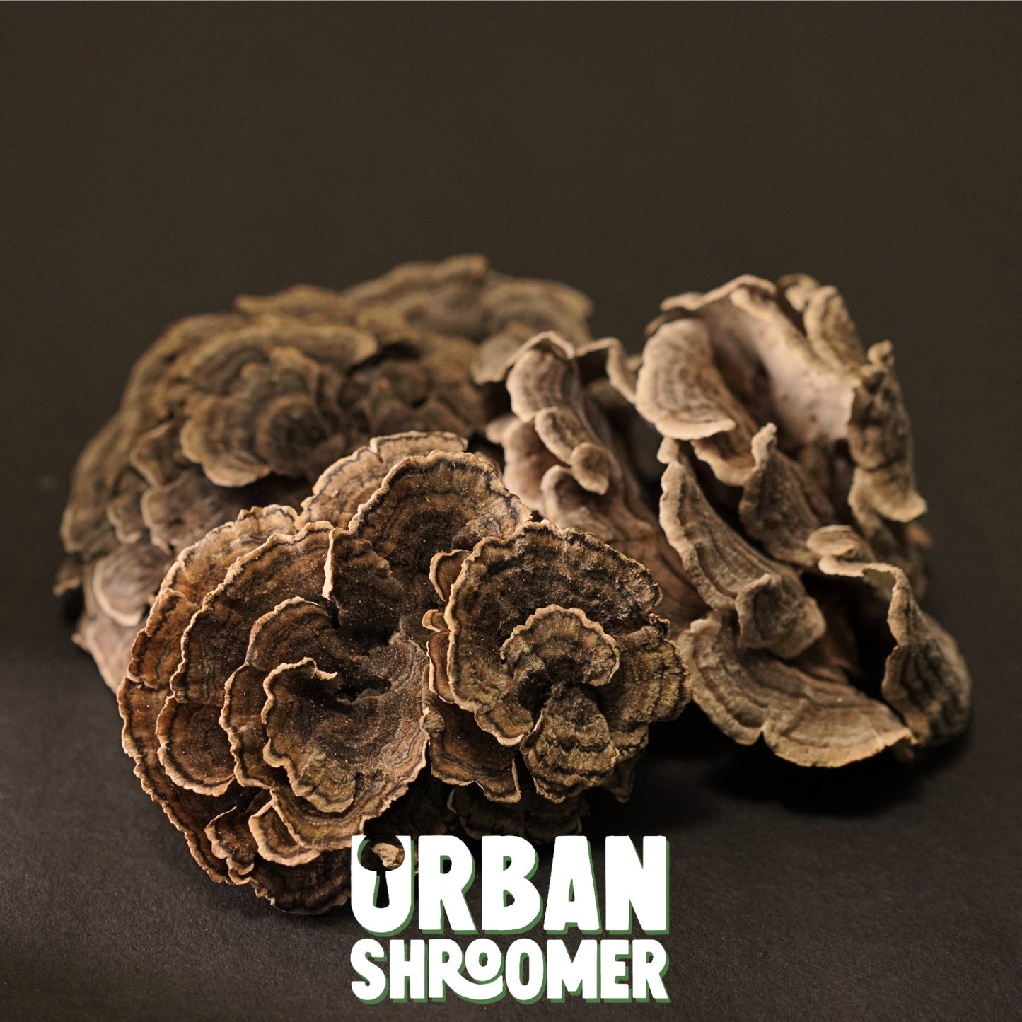 Dried Turkey Tail Mushrooms