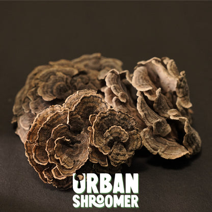 Dried Turkey Tail Mushrooms